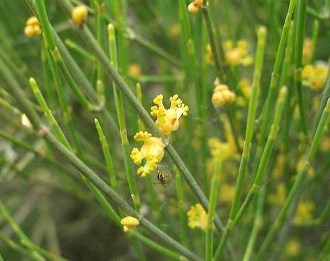 Эфедра хвощевая (Ephedra equisetina)
