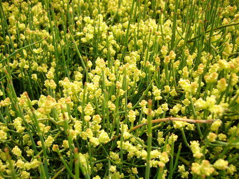 Эфедра американская (Ephedra Americana v. andina)