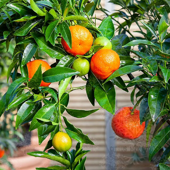 Эфирное масло клементина петитгрейн (Citrus reticulata clementinier): как его правильно использовать?