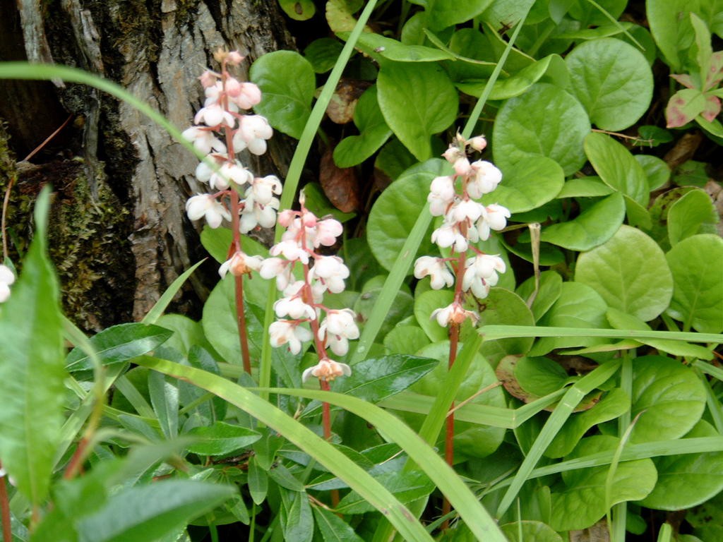 Эфирное масло грушанки (Gaultheria fragrantissima): как его правильно использовать?