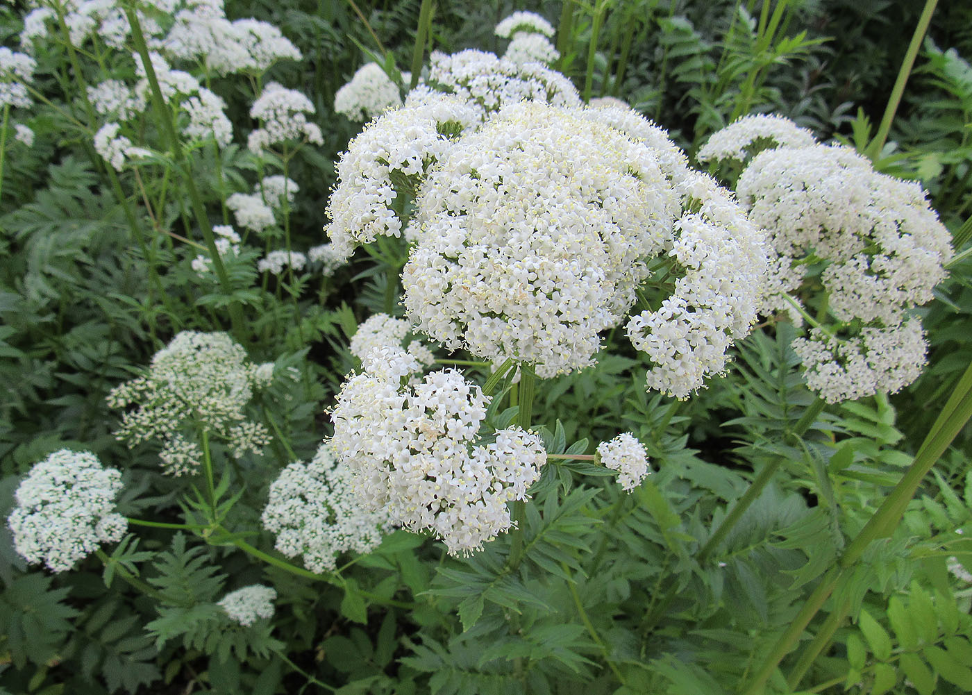 Эфирное масло валерианы (Valeriana officinalis): как его правильно использовать?