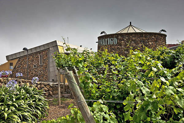 Viñatigo