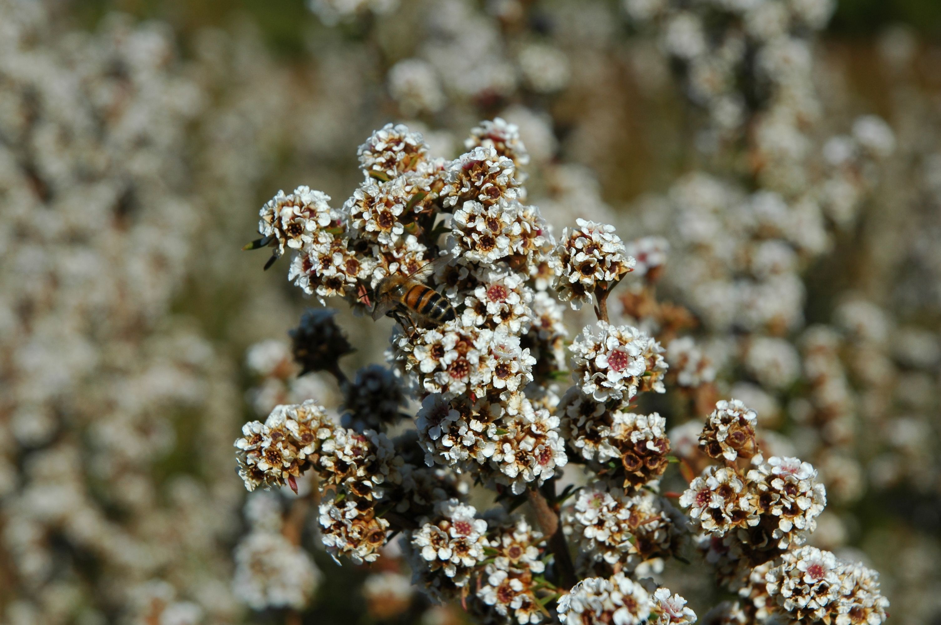Эфирное масло фрагонии (Agonis fragrans): как его правильно использовать?
