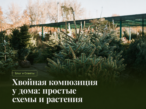 Хвойная композиция у дома: простые схемы посадки и лучшие растения