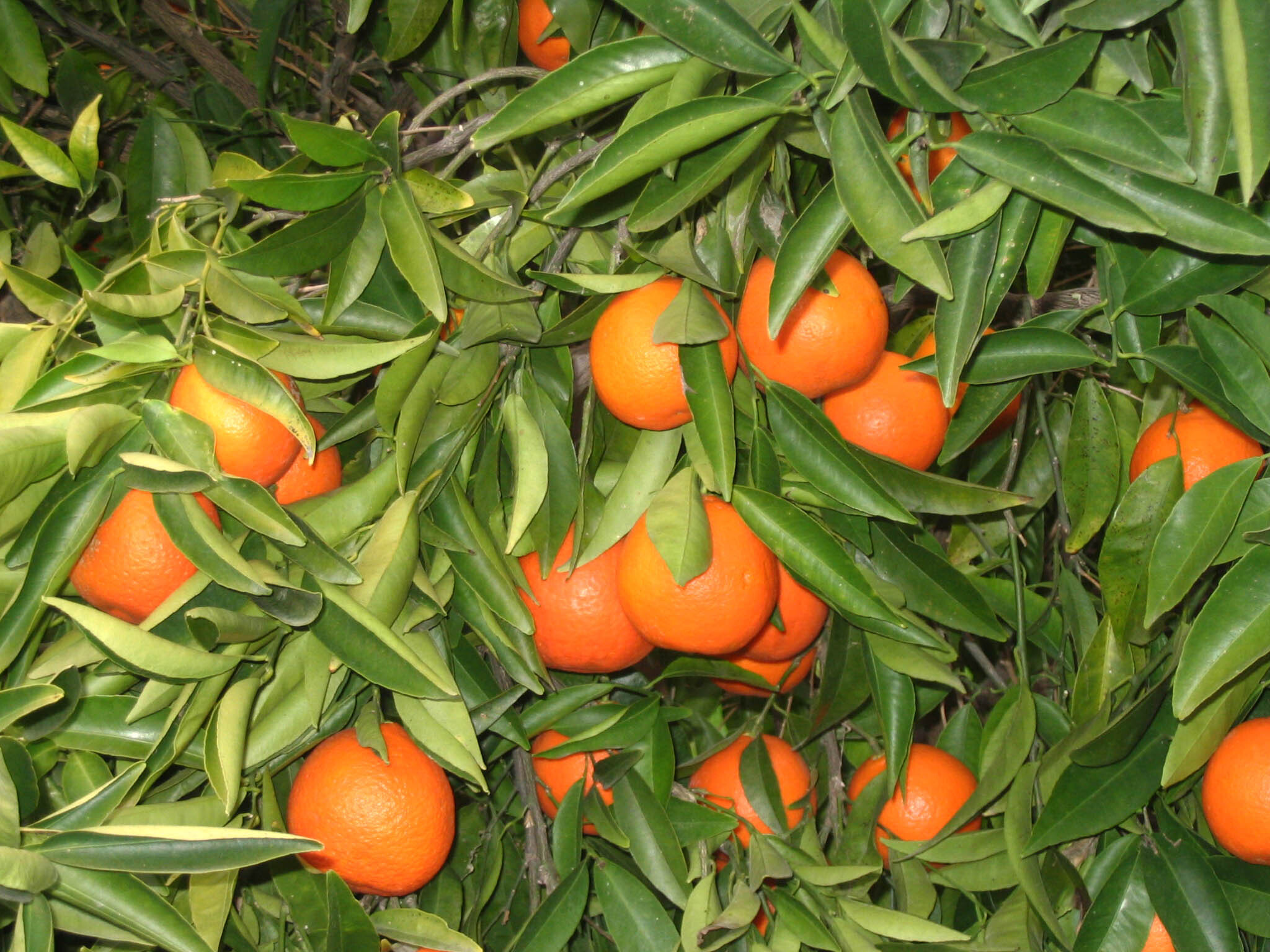 Эфирное масло клементина (Citrus clementina): как его правильно использовать?