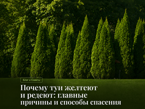 Почему туи желтеют и редеют: главные причины и способы спасения