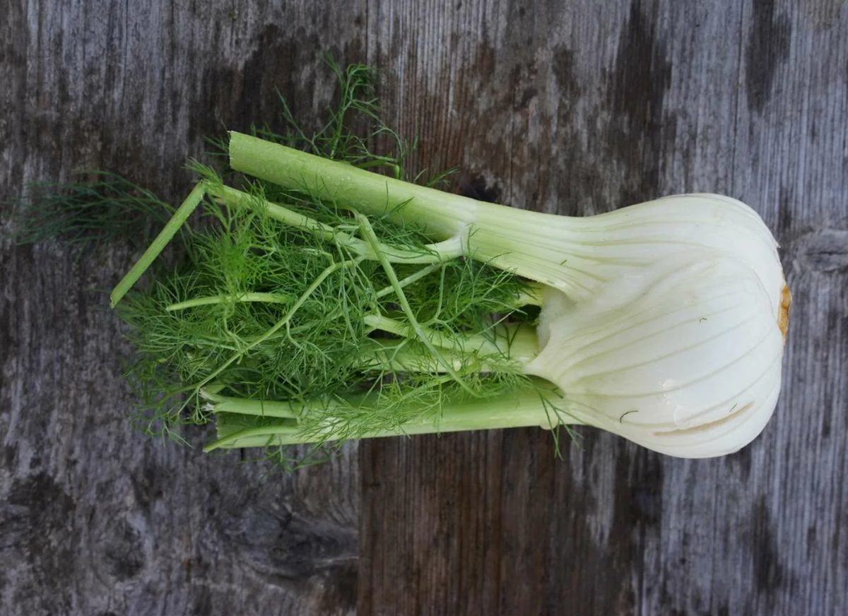 Эфирное масло сладкого фенхеля (Foeniculum vulgare): как его правильно использовать?