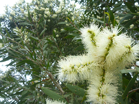 Эфирное масло ниаули (Melaleuca viridiflora): как его правильно использовать?