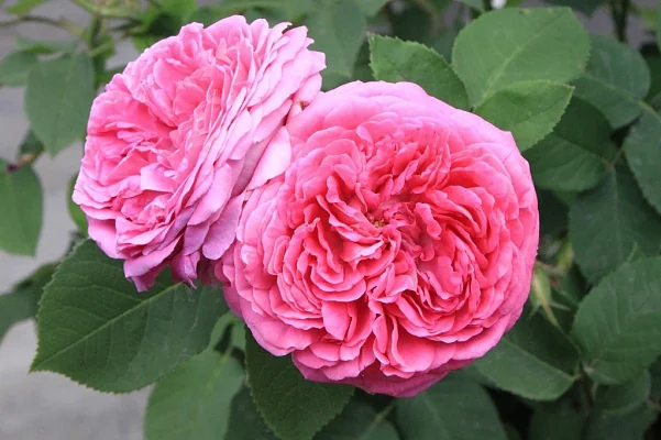 Эфирное масло дамасской розы (Rosa damascena): как его правильно использовать?