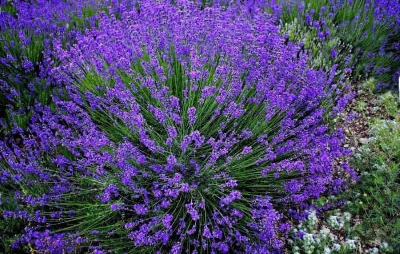 Эфирное масло Лавандина Супер (Lavandula intermedia): как его правильно использовать?