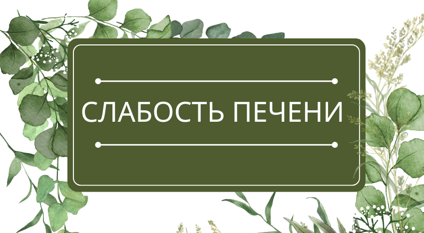 Слабость печени: помощь эфирных масел