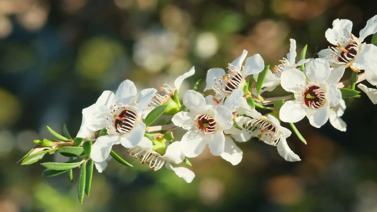 Эфирное масло мануки (Leptospermum scoparium): как правильно его использовать?