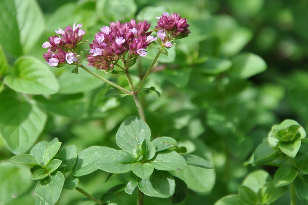 Эфирное масло орегано компакт (Origanum compactum): как его правильно использовать?