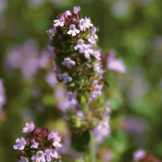 Эфирное масло тимьяна с туянолом (Thymus vulgaris Thujanoliferum): как его правильно использовать?