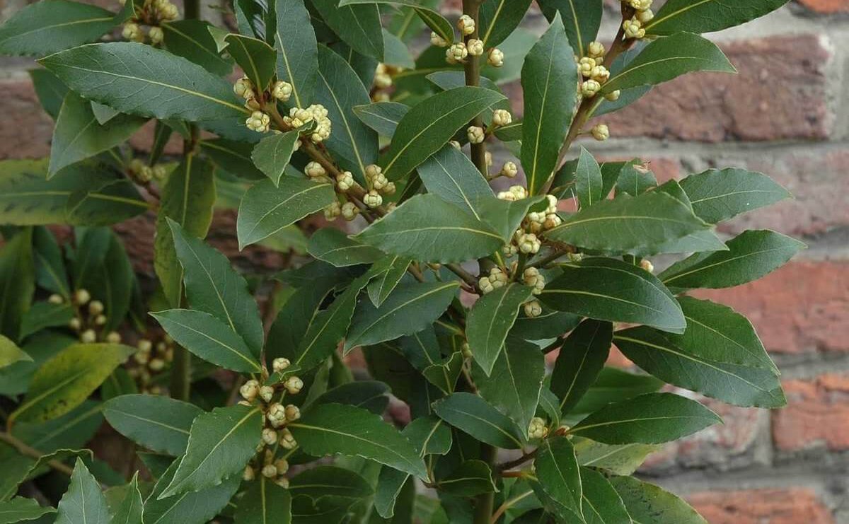 Эфирное масло благородного лавра (Laurus nobilis): как его правильно использовать?
