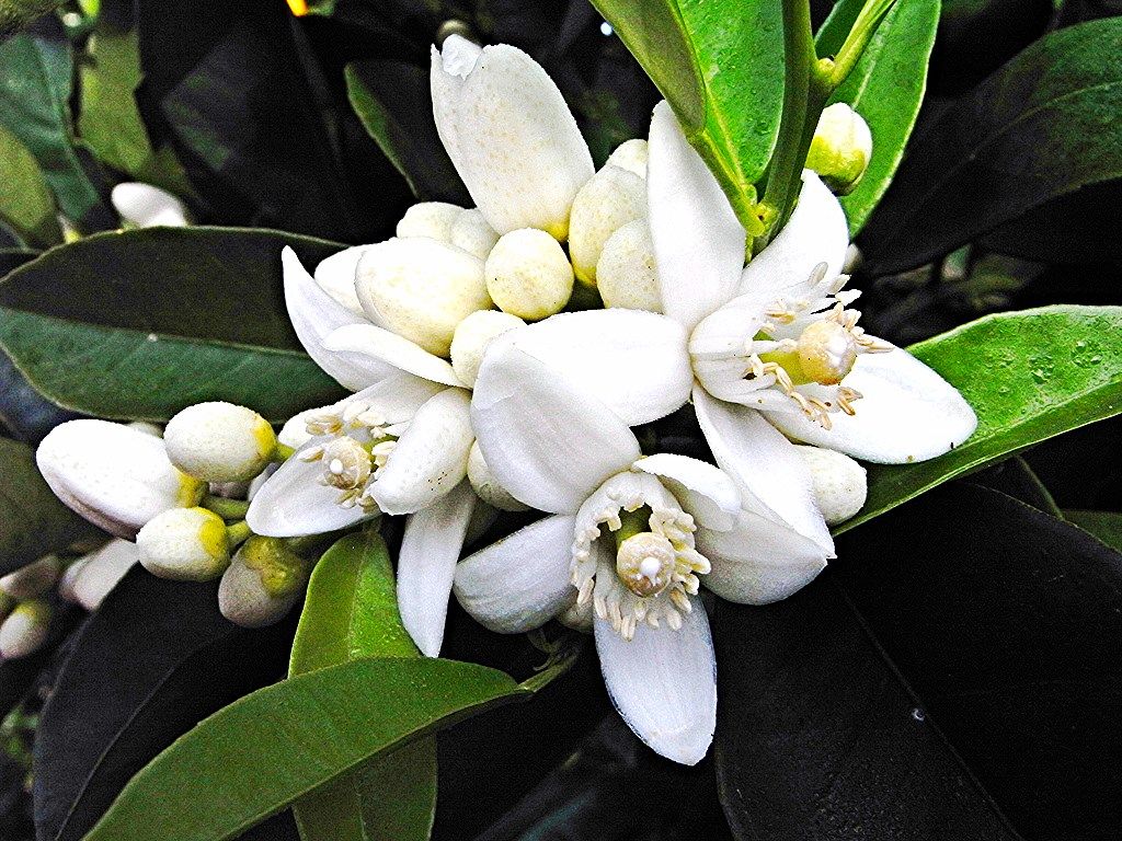 Эфирное масло нероли (Citrus aurantium): как его правильно использовать?