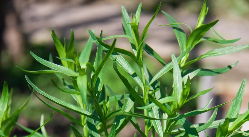Эфирное масло эстрагона (Artemisia dracunculus): как его правильно использовать?