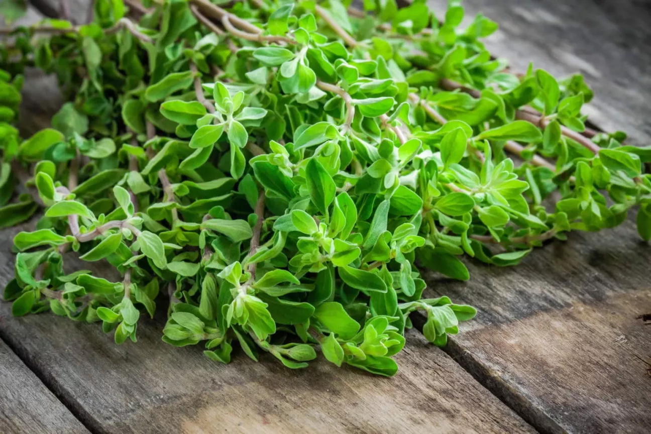 Эфирное масло майорана обыкновенного (Thymus mastichina): как его правильно использовать?