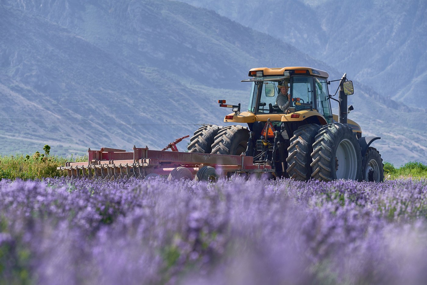Young Living: от лавандовой фермы в Айдахо до мирового лидера эфирных масел