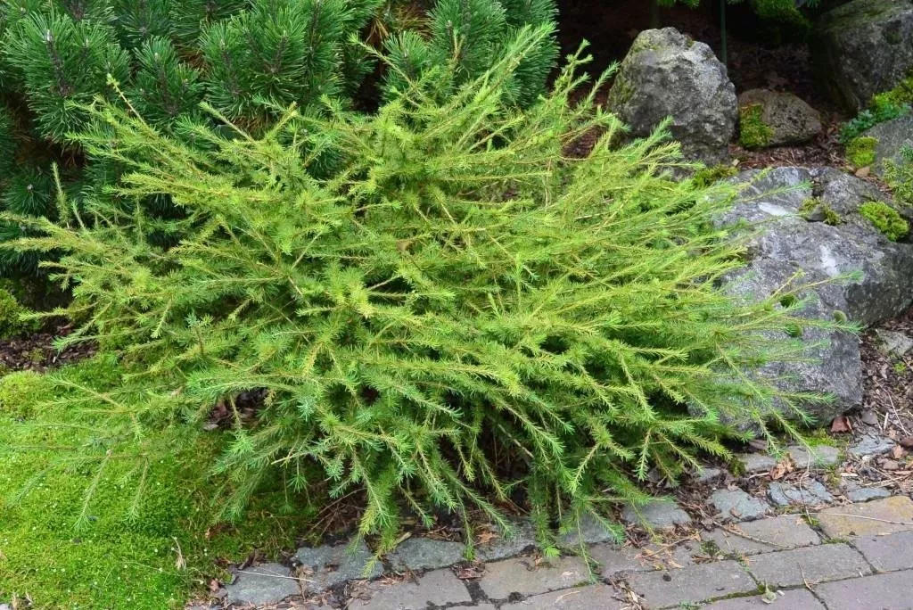 Эфирное масло лиственницы (Larix laricina): как его правильно использовать?