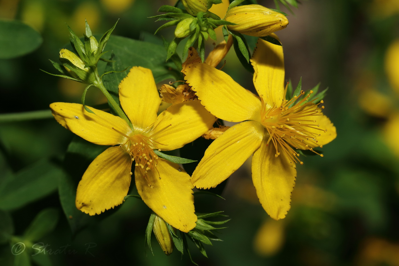 Эфирное масло зверобоя (Hypericum perforatum): как правильно использовать?