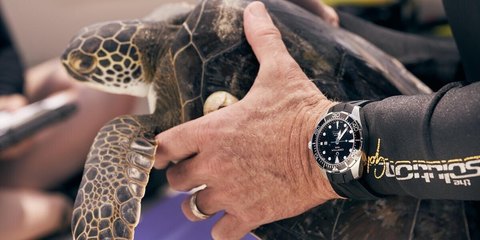 Tour de Turtles — 2020 в пути