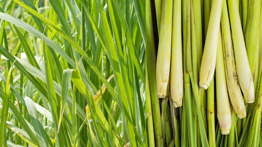 Эфирное масло яванского лемонграсса (Cymbopogon winterianus): как его правильно использовать?