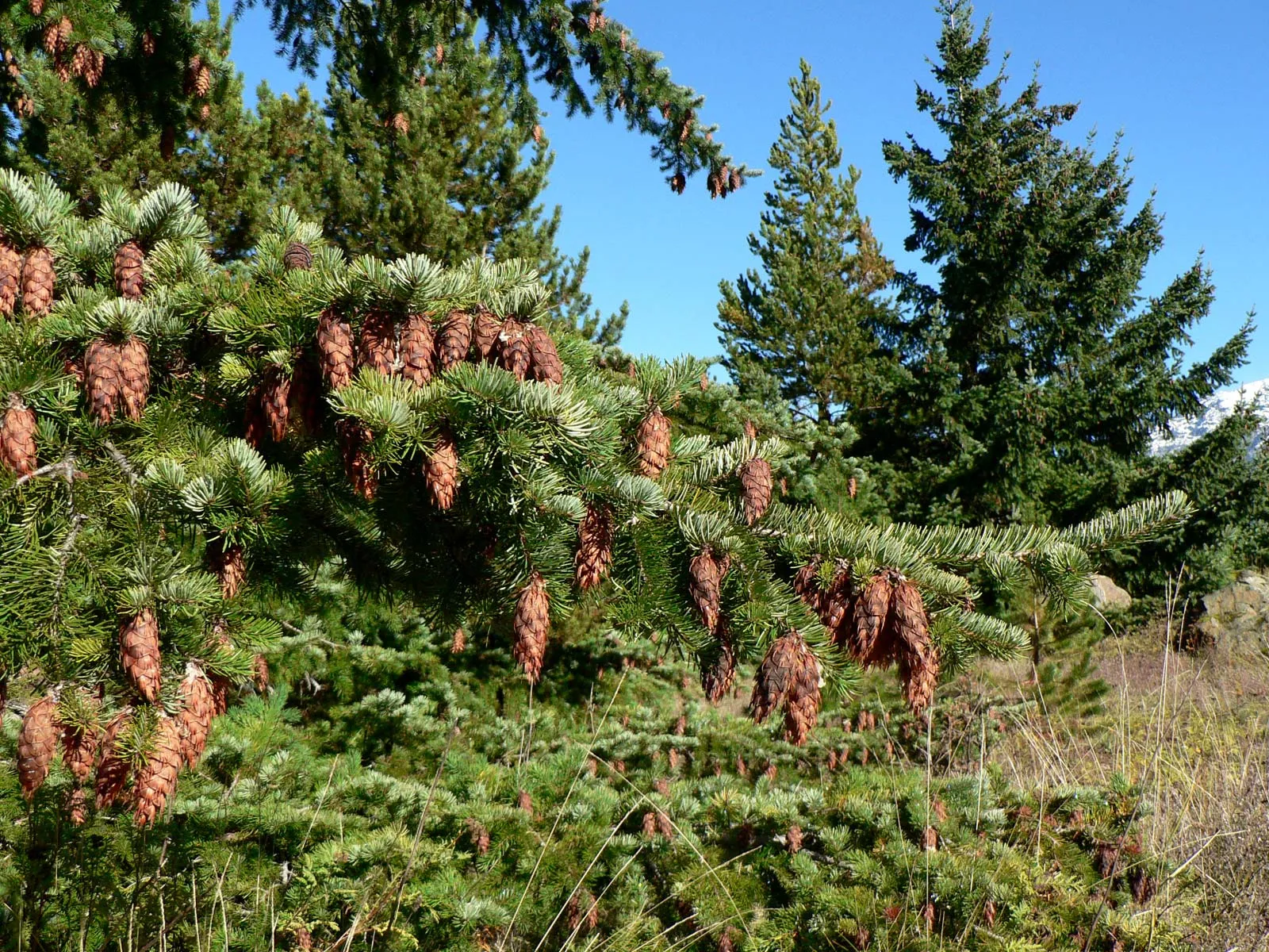 Эфирное масло пихты Дугласа (Pseudotsuga menziesii): как правильно использовать?