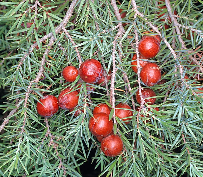 Эфирное масло кейда (Juniperus oxycedrus): как его правильно использовать?