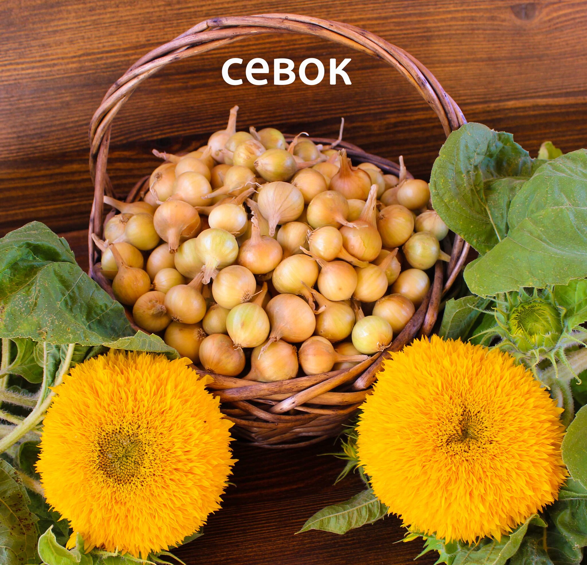 Лук-севок, чеснок
