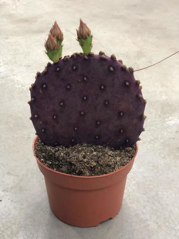 Кактусы и суккуленты