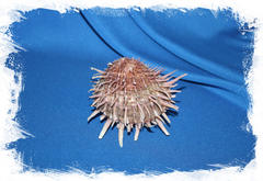 Спондилюсы