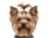 Собаки до 5 кг
