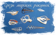 Срезы ракушек