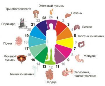 Периоды активности меридианов и рекомендации по приему аккумулированных драже