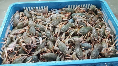 Живые раки