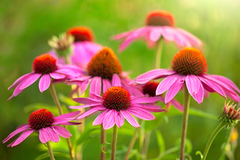 Echinacea_purpurea_475724.jpg