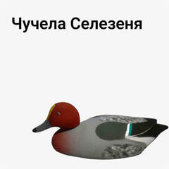 Селезень
