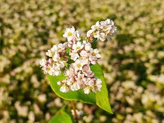 Семена медоносов и сидератов