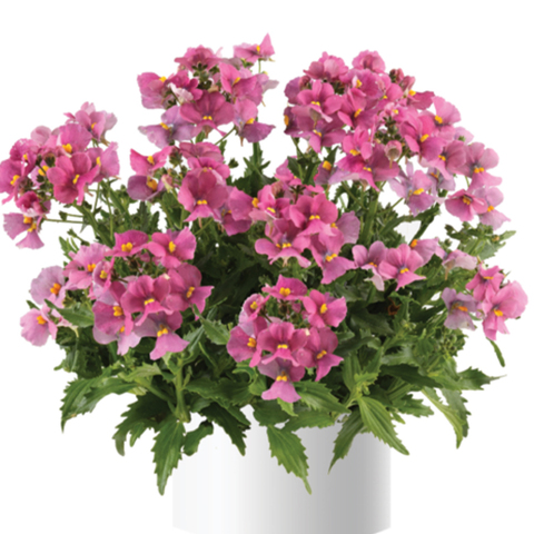 2636 Немезия NESIA Spring Blush (Весна 2026)