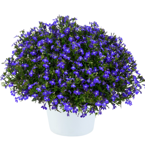 2327 Лобелия GLOW Blue Volt (Весна 2026)