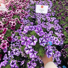 3265 Петуния SWEETUNIA STARFISH (ОСЕНЬ 2025)