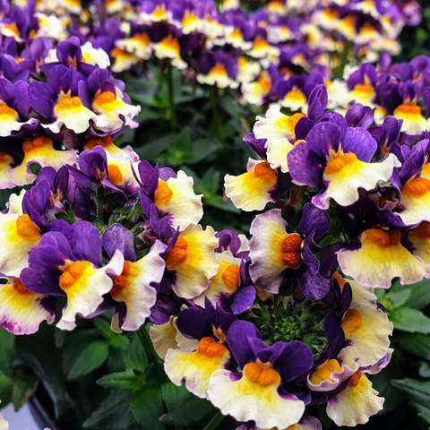 2637 Немезия HONEY BICOLOR ORANGE FLAME (ОСЕНЬ 2025)