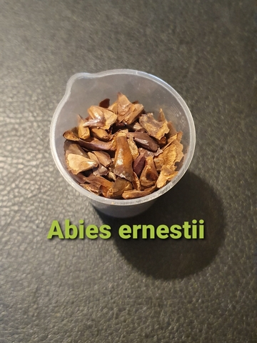 Teofrast Пихта Эрнеста Abies ernestii