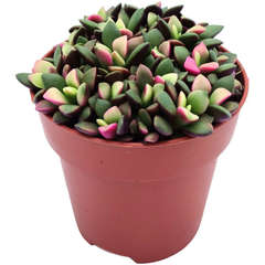 Анакампсерос Санрайз D6