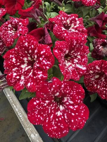32189 Петуния SKY CHERRY RED SKY