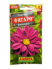 Георгина Фигаро махровая фиолетовая (Аэлита)