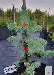 Teofrast Ель колючая голубая Хото picea pungens Hoto