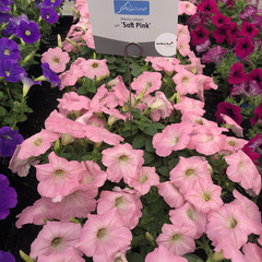 3202 Петуния ALPETUNIA SOFT PINK (ОСЕНЬ 2025)