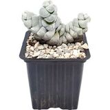 Суккулент Крассула Мунстоун D7